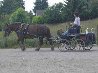 Location de calèche, tournage, anniversaire